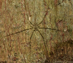 Tamopsis tweedensis