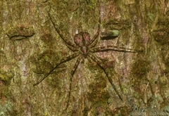 Tamopsis brachycauda
