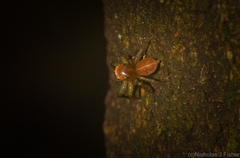 Prostheclina pallida