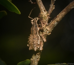 Leptopius orthodoxus