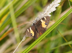 Tisiphone abeona abeona