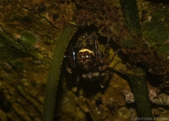 Papuaneon