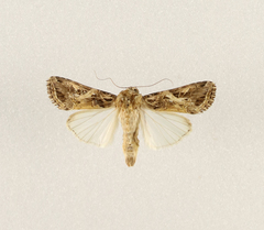 Spodoptera littoralis
