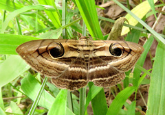 Spirama helicina