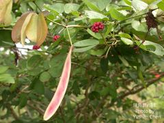 Calliandra tergemina emarginata
