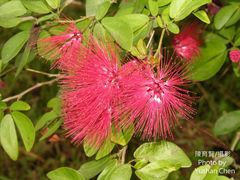 Calliandra tergemina emarginata