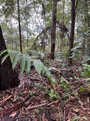 Alpinia caerulea