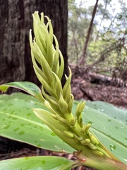 Alpinia caerulea
