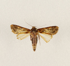 Spodoptera littoralis