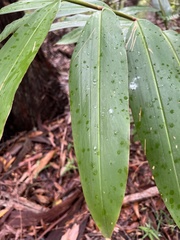 Alpinia caerulea