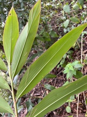 Alpinia caerulea