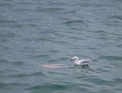 Chroicocephalus novaehollandiae novaehollandiae