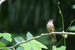 Olive-Winged Bulbul photo 5