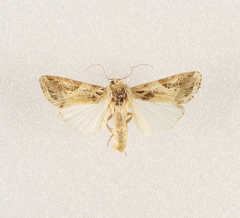 Spodoptera littoralis