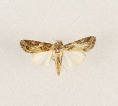 Spodoptera littoralis