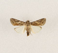 Spodoptera littoralis