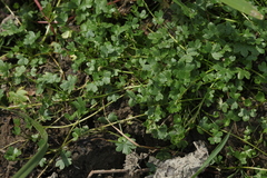 Ranunculus natans