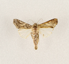 Spodoptera littoralis
