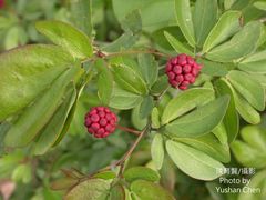 Calliandra tergemina emarginata
