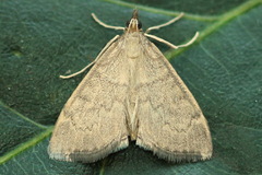 Anania fuscalis