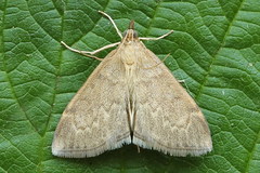 Anania fuscalis