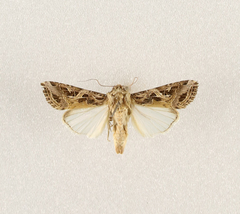 Spodoptera littoralis