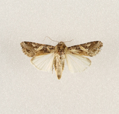 Spodoptera littoralis