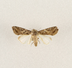 Spodoptera littoralis