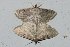 Anania perlucidalis