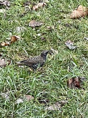 Sturnus vulgaris