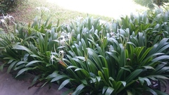 Hymenocallis speciosa