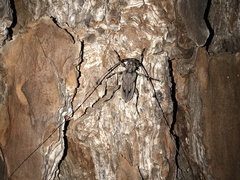 Acanthocinus nodosus