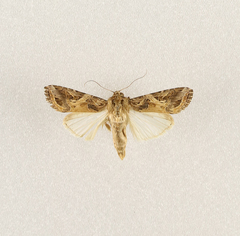 Spodoptera littoralis