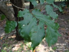Myroxylon balsamum