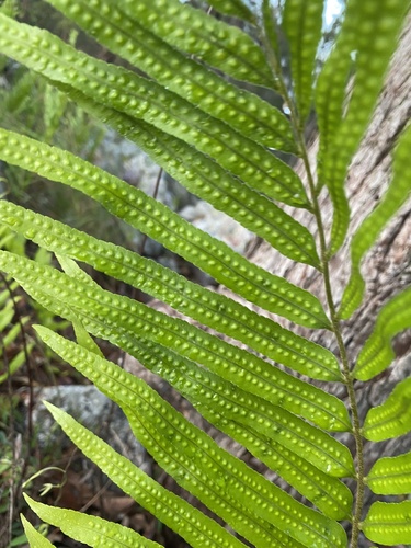 Drynaria rigidula