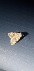 Nola desmotes