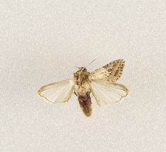 Spodoptera littoralis
