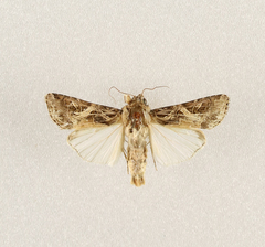 Spodoptera littoralis