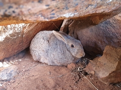 Pronolagus rupestris