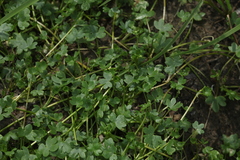 Ranunculus natans