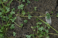 Ranunculus natans
