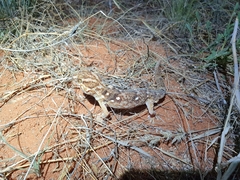 Chondrodactylus angulifer