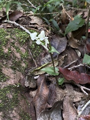 Disperis lindleyana