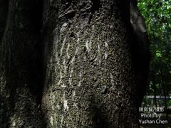 Myroxylon balsamum