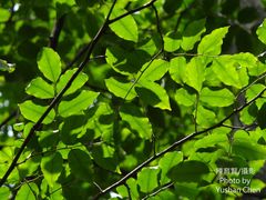Myroxylon balsamum