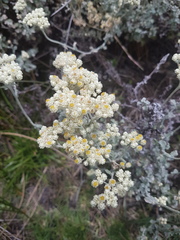 Helichrysum crispum