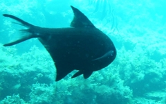 Cochleoceps bicolor