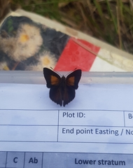 Paralucia pyrodiscus