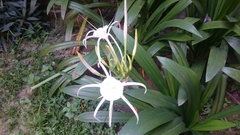 Hymenocallis speciosa