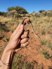 Psammophis leightoni